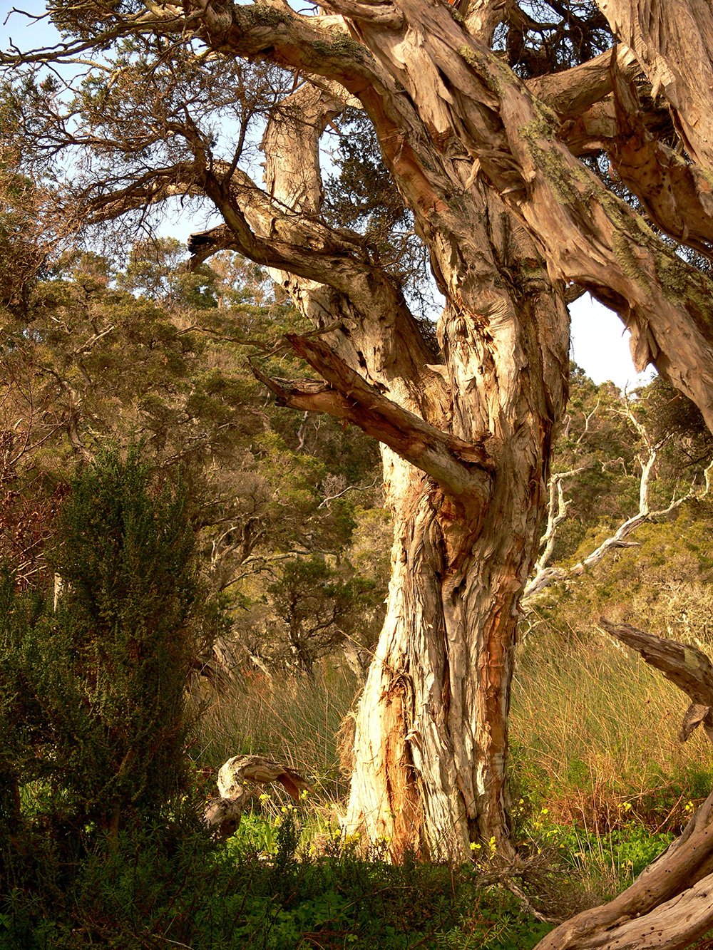 melaleuca