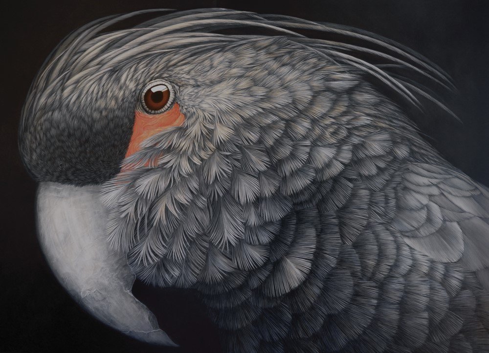 palm cockatoo janet luxton