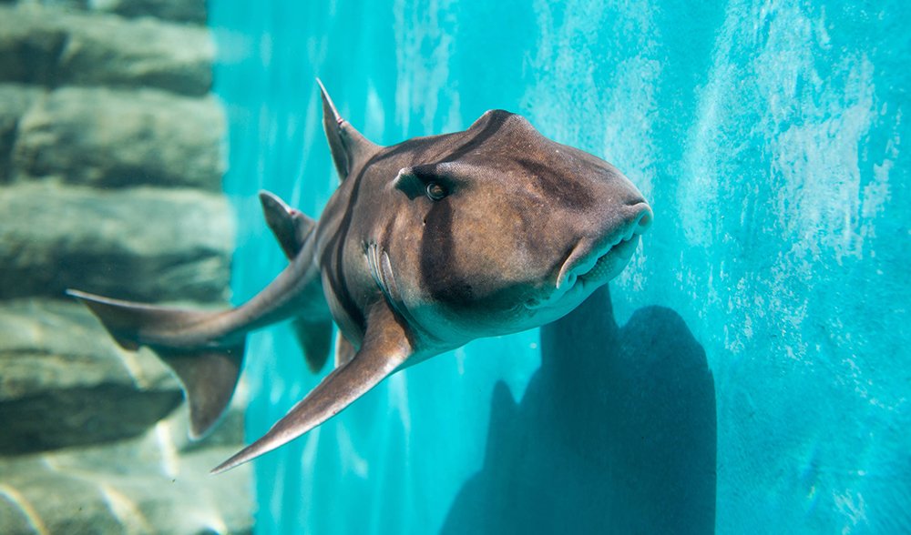Port Jackson shark