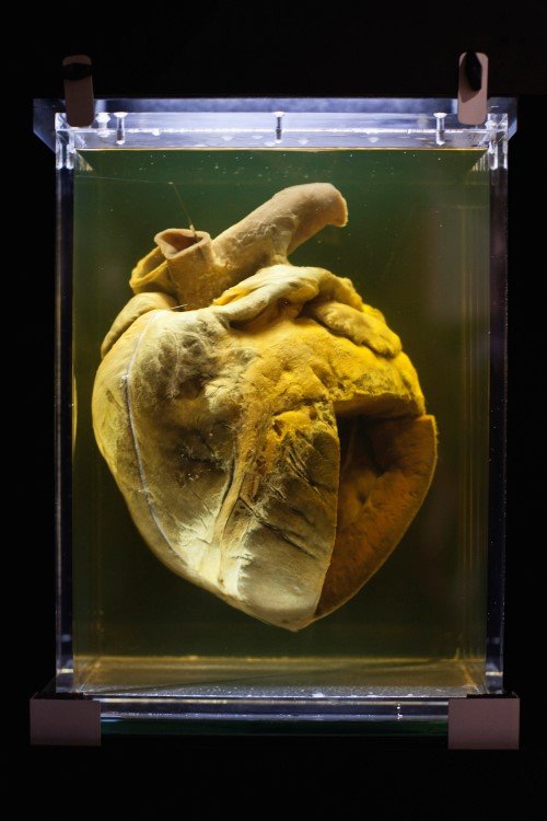 phar lap heart