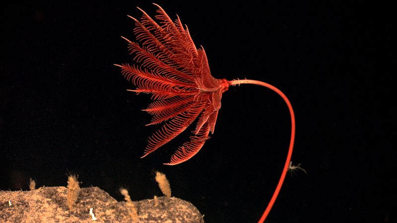 feather star