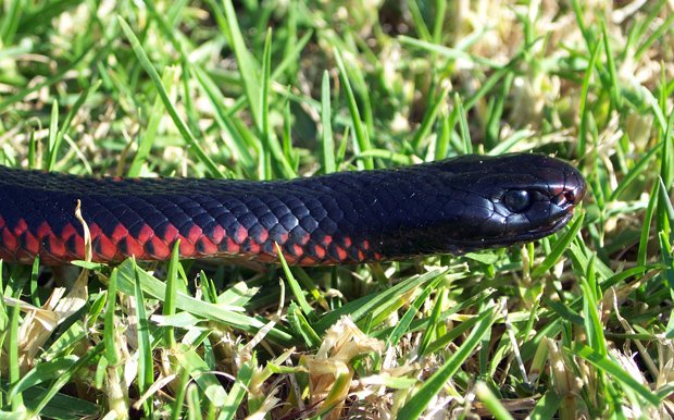 Cobra preta de barriga vermelha mais mortífera da Austrália's deadliest snakes red belly black
