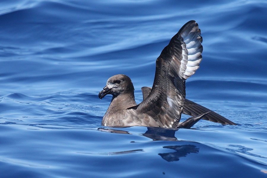 providence petrel