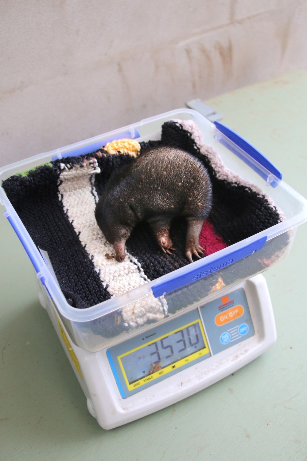 baby echidnas taronga zoo