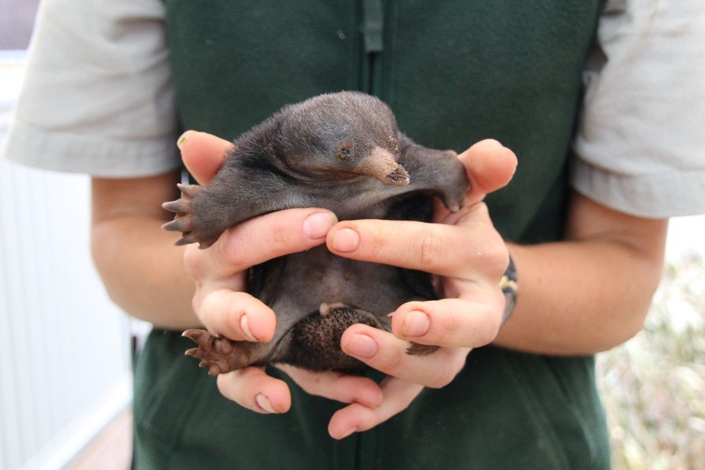 baby echidnas taronga zoo