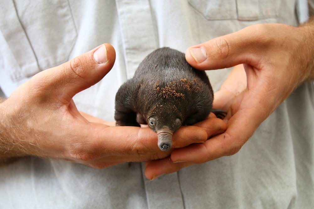 baby echidnas taronga zoo
