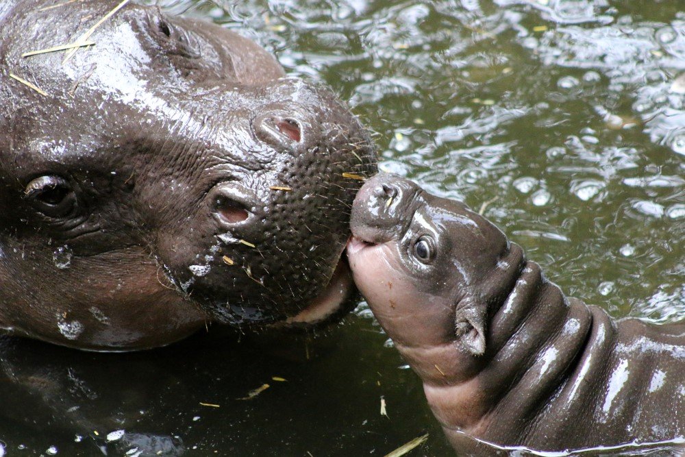 pygmy hippo