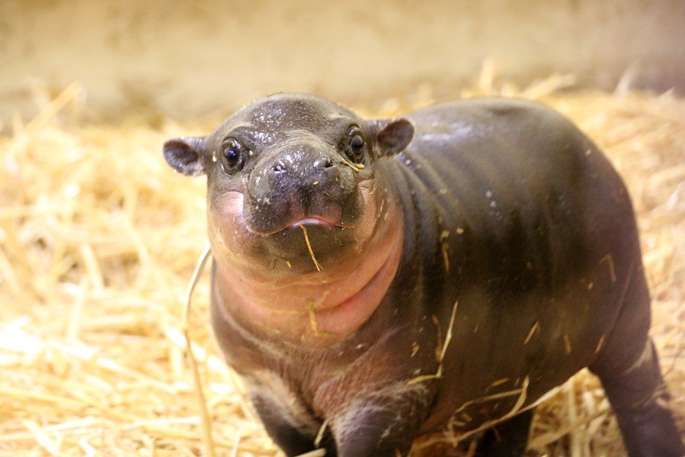 pygmy hippo