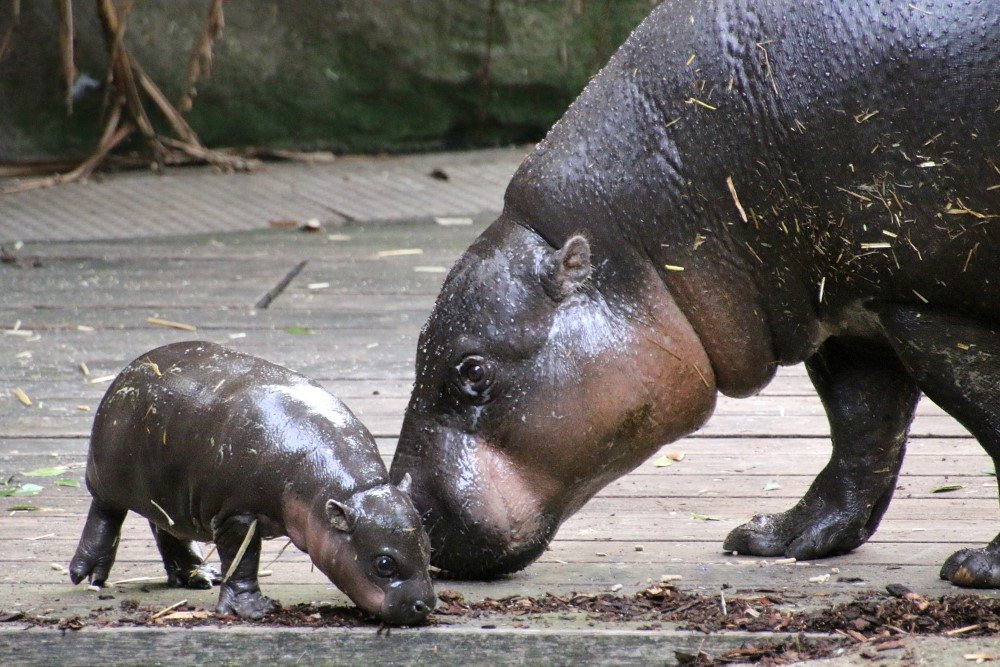 pygmy hippo