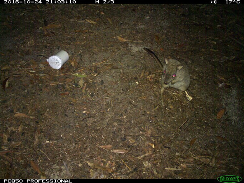 northern bettong queensland