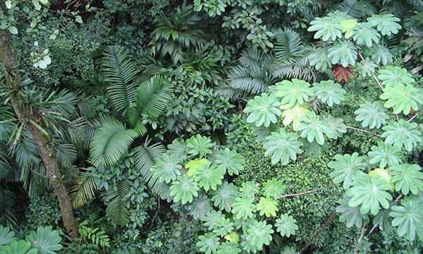 plant size