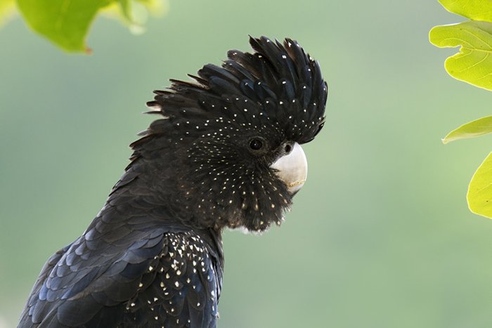red-tailed black cockatoo