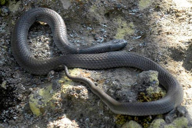 Las serpientes más mortíferas de Australia de ojos pequeños's deadliest snakes small eyed