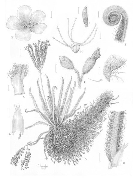 scientific illustration