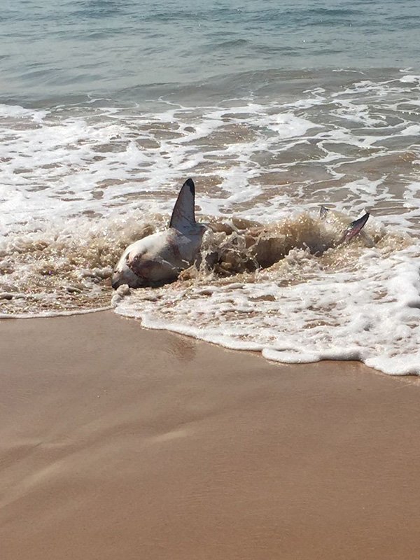 Shark Manly Beach