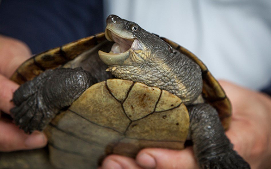Bellinger River snapping turtle