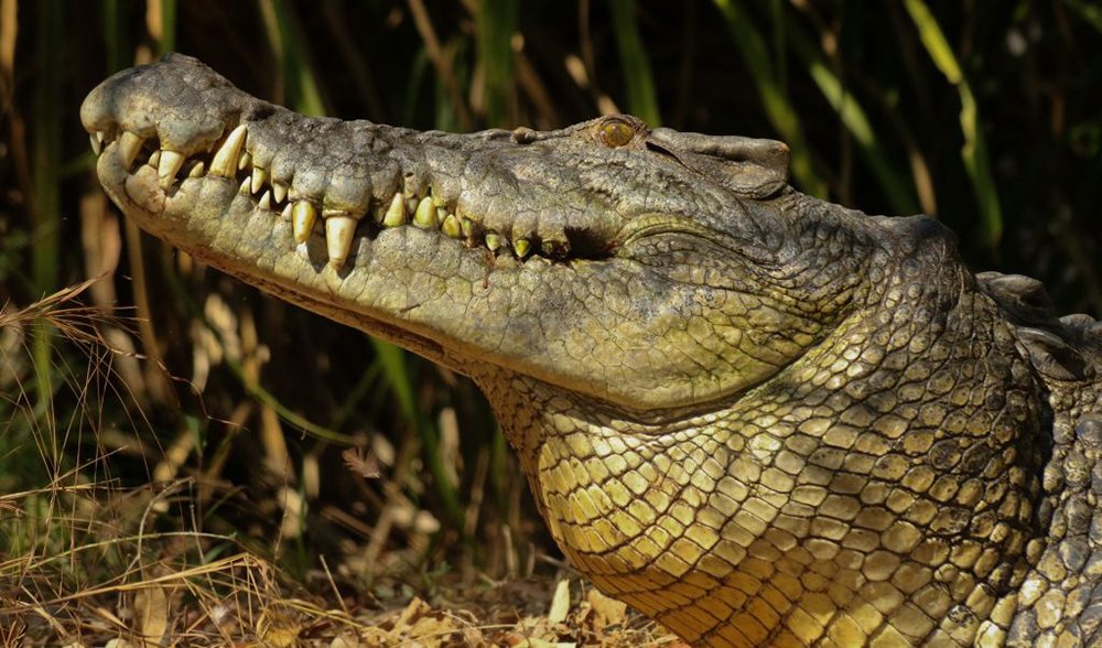 Welcome to croc country: fact from - Geographic