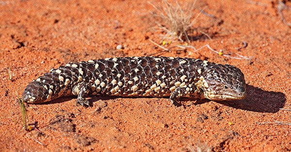 The Faithful Lizard Australian Geographic