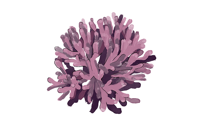 purple branching coral