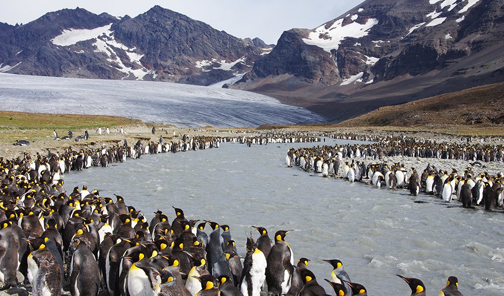 King penguins South Georgia island