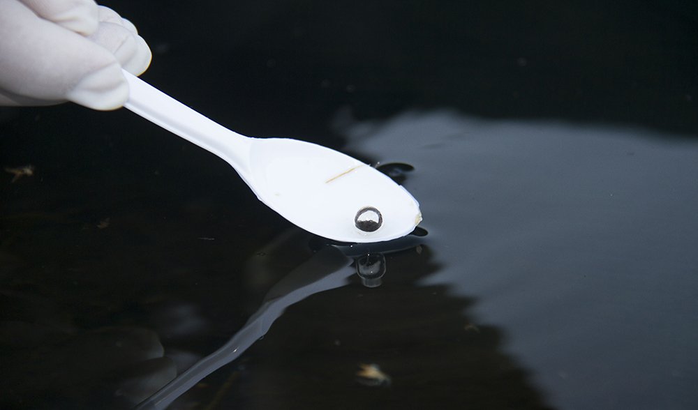Southern Corroboree frog egg release