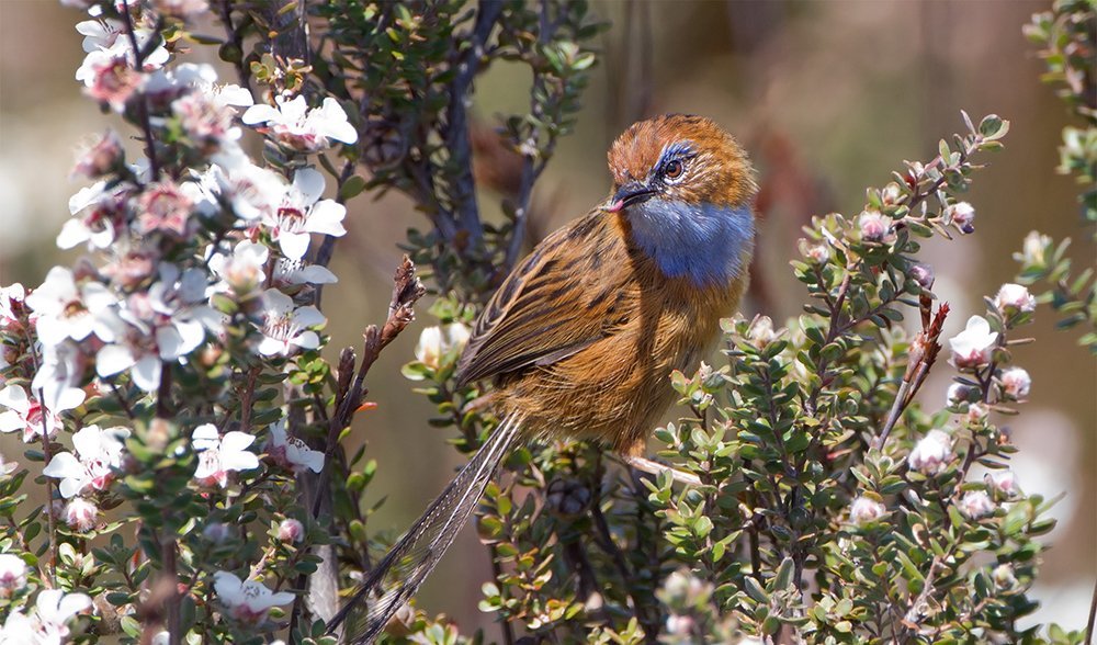 southern emu wren