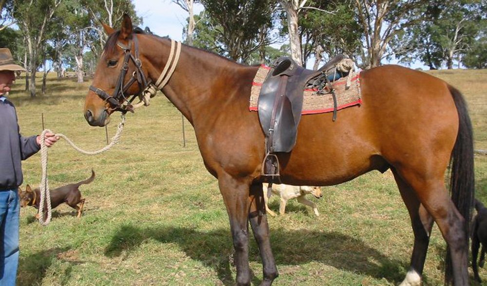 Horse Australia