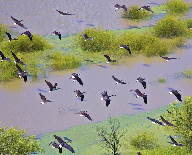 Gallery Migratory Birds In Australia Australian Geographic