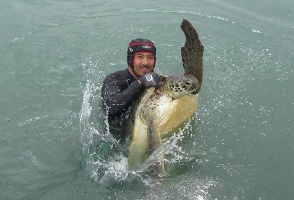 sea turtle