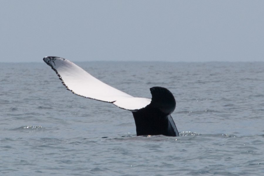 whale tail extension