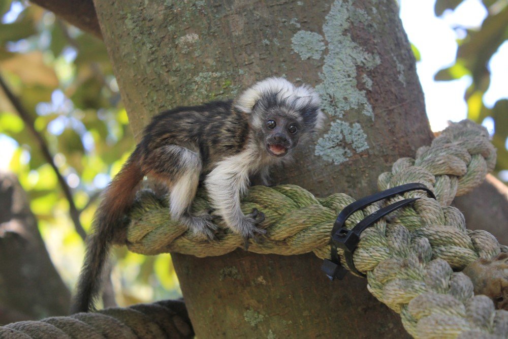 cotton top tamarin baby Taronga Zoo