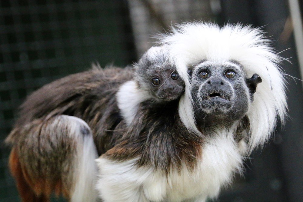 cotton top tamarin baby Taronga Zoo