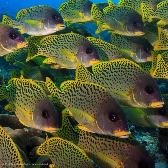 Coral reef