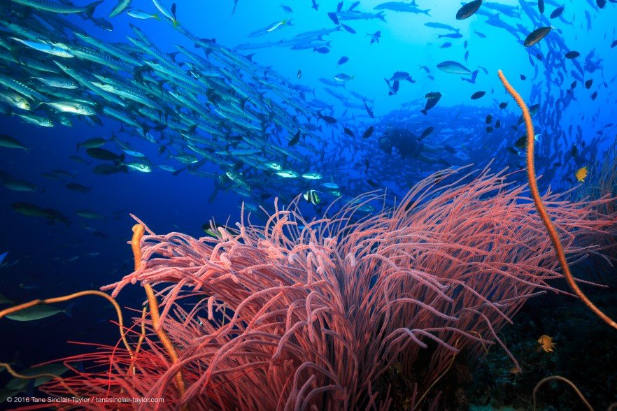 Coral reef