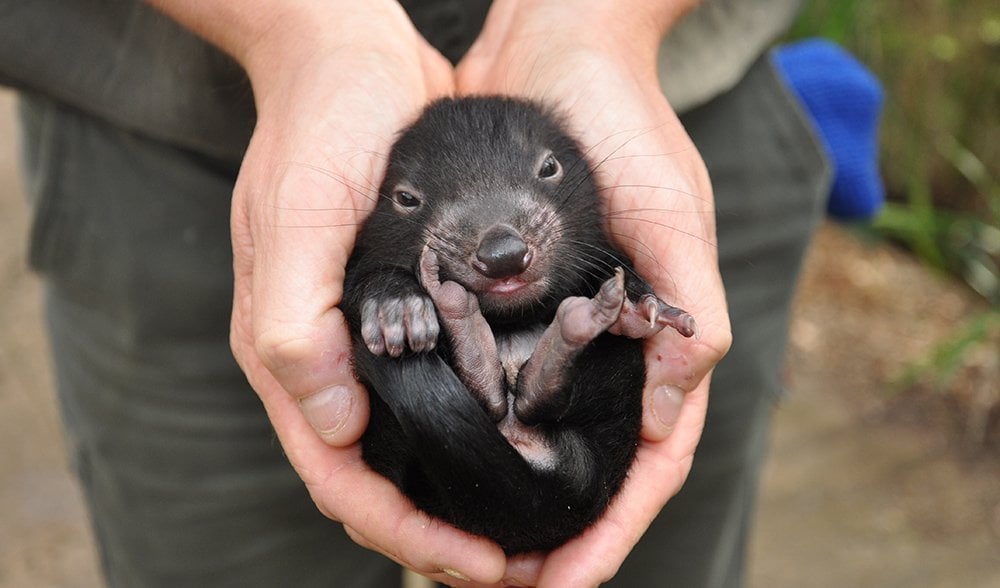 Tasmanian devils prove quick adaptors in bid for survival