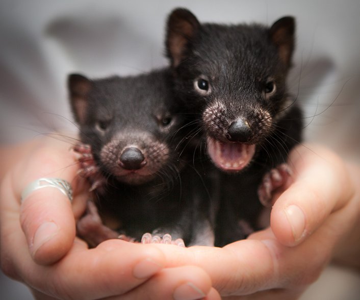 Tasmanian devils prove quick adaptors in bid for survival