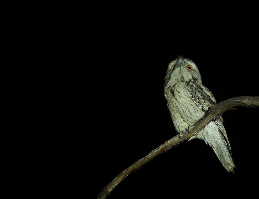 Australian National University birds