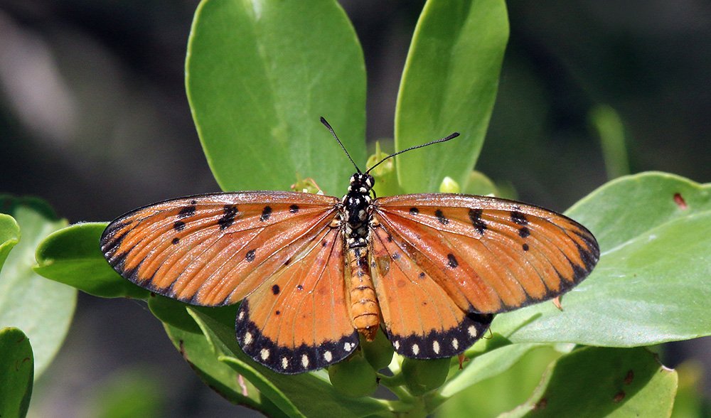 Tawny coster butterfly