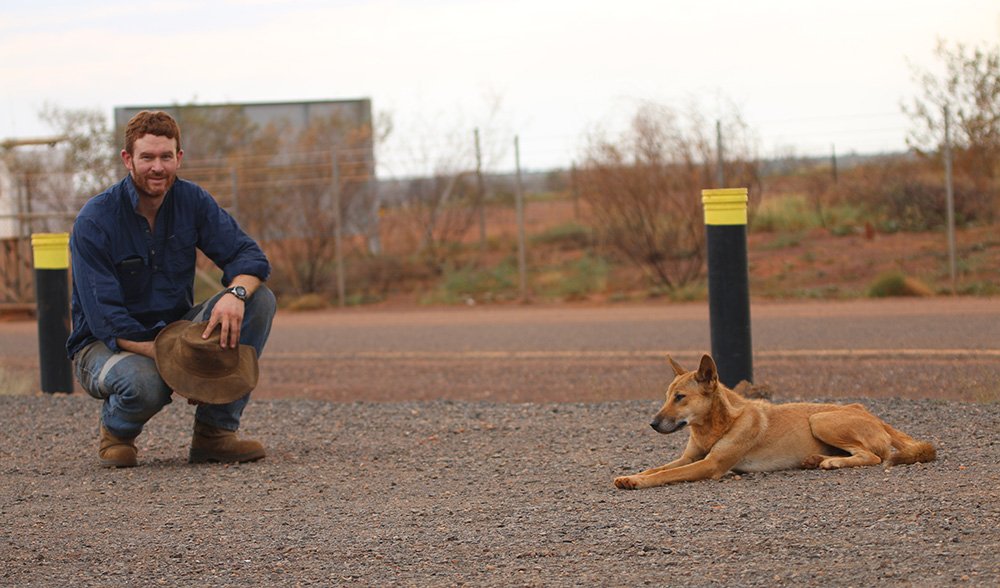 dingo research