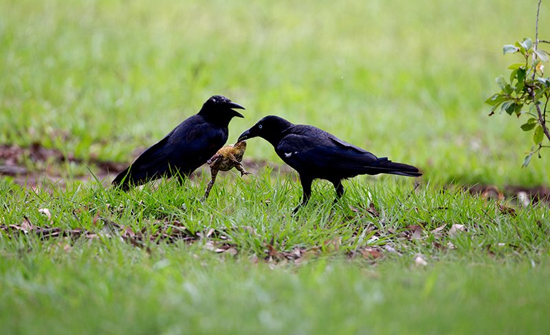 crows eating toads