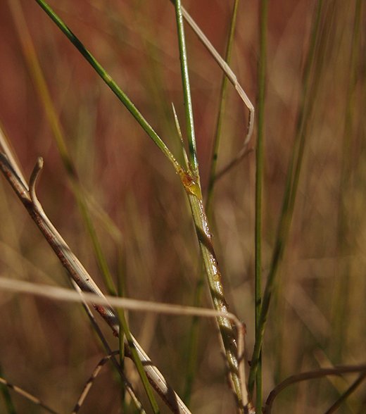 spinifex resin