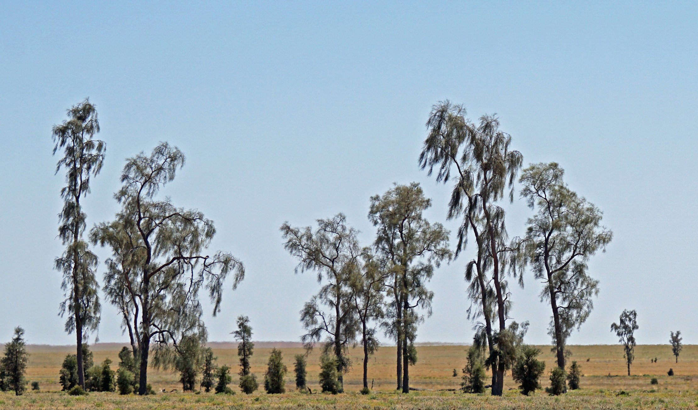 waddywood tree