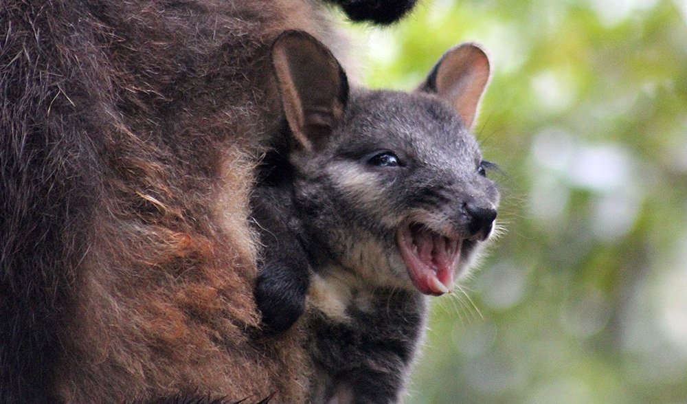 brush-tailed rock wallaby joey