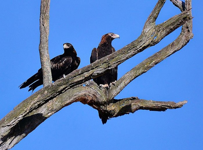 do eagles eat dingoes