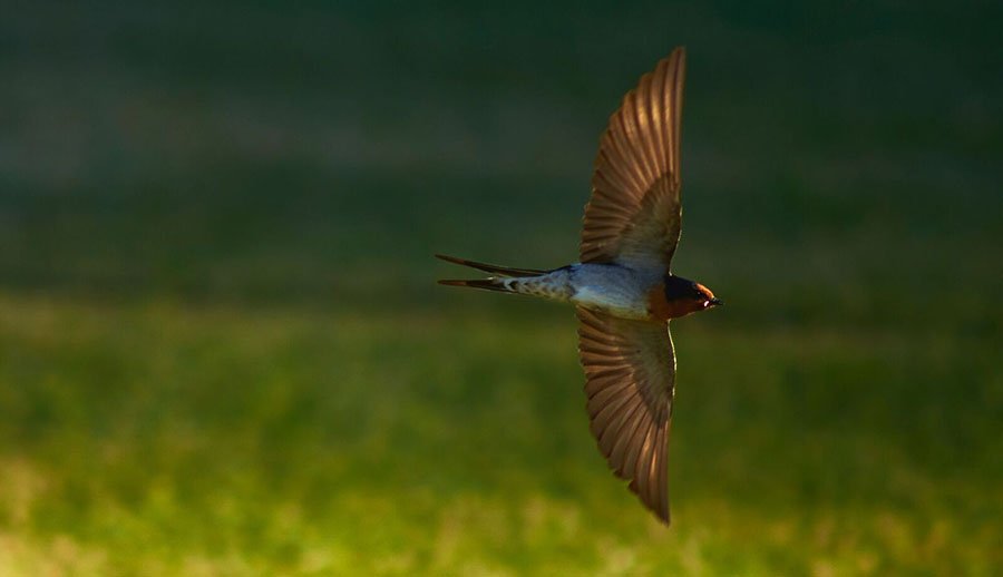 Australian National University birds