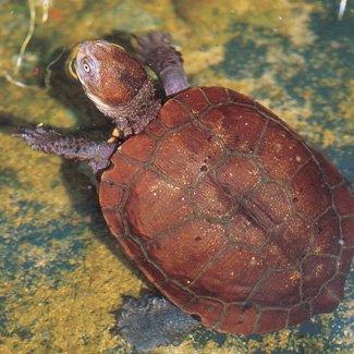 western swamp tortoise