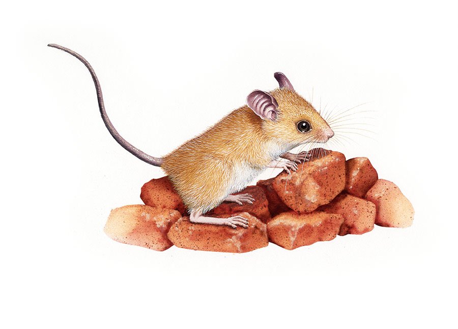 pebble mouse