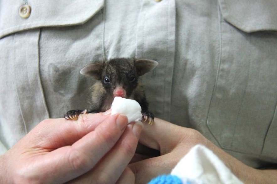 yellow bellied glider joey