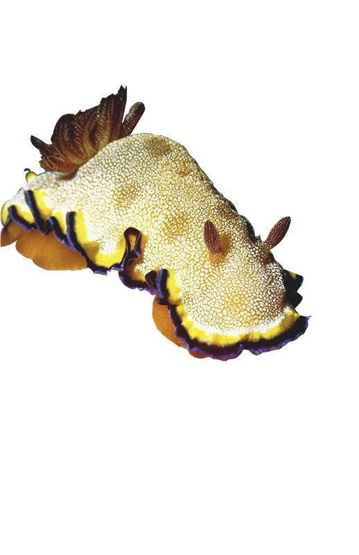 Goniobranchus albopunctatus