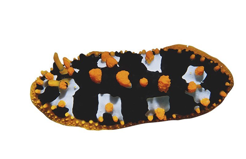 Phyllidia Ocellata